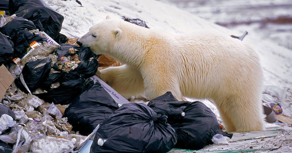 Белые медведи объелись пластика в&nbsp;Арктике