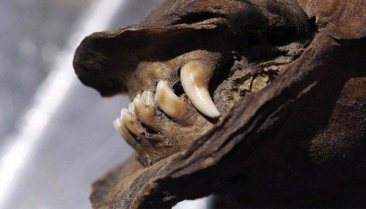 Ученые нашли в Сибири мумию щенка возрастом 18 тыс. лет