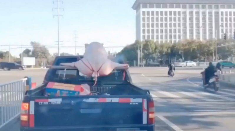 На странном видео по трассе пронеслась машина, к крыше которой была привязана гигантская свинья