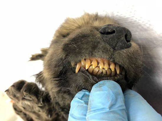 В Якутии нашли щенка, которому 18 тысяч лет