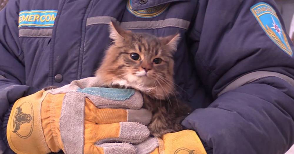 Московские спасатели вызволили проткнувшего арматурой лапу кота