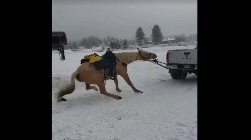 Владелица лошади, насильно тащившая ее привязанной за пикапом, всколыхнула общественность, попав на видео