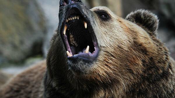 Медведь загрыз охотника в Воткинском районе Удмуртии