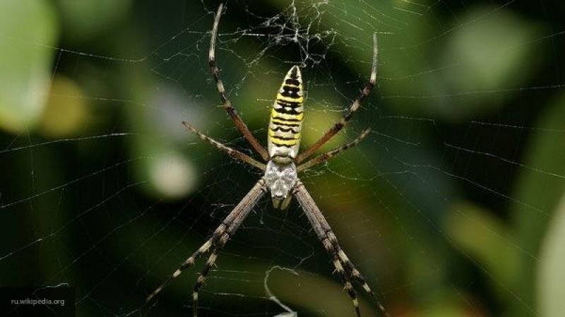 Ученые обнаружили пять новых видов пауков в Приморье