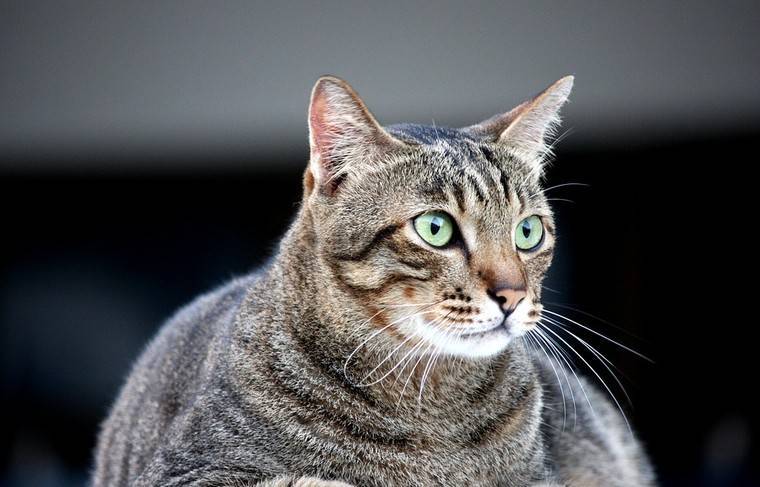 Врач-диетолог откроет в России клинику для толстых котов