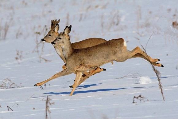 В Курганской области браконьеры, уходя от погони, провалились на машине под лед