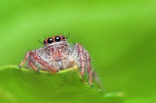 Пять&nbsp;новых для России видов пауков обнаружены в Приморье