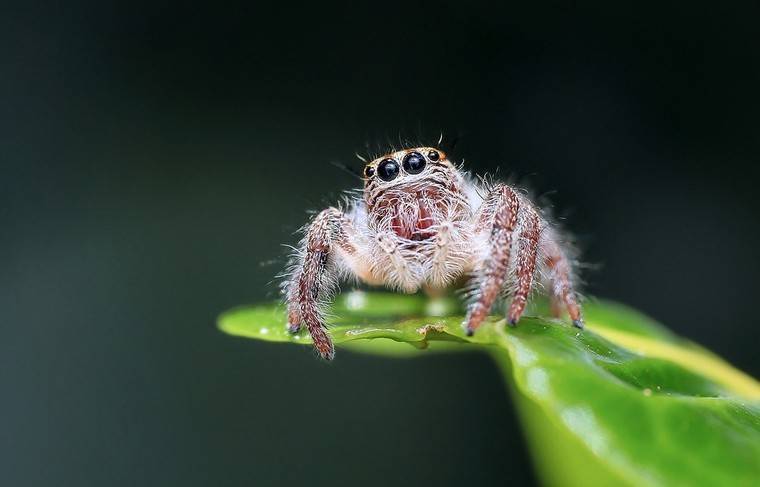 Учёные обнаружили пять новых видов пауков в России