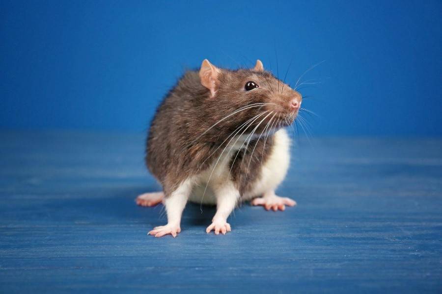 Эксперт по этикету призвала не дарить живых крыс на Новый год