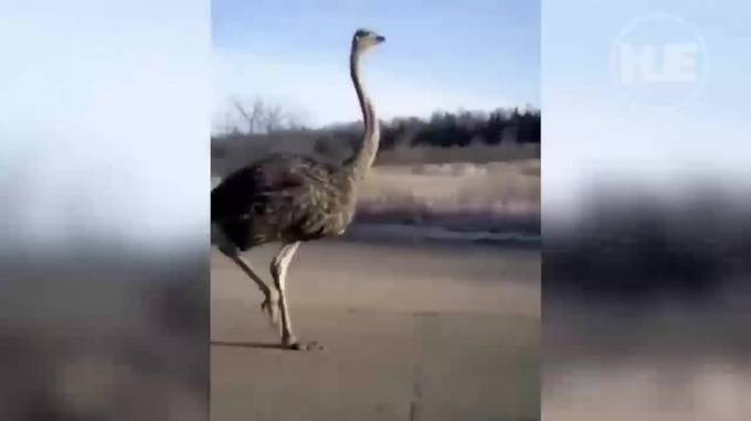 Видео: В Смоленской области на трассе заметили бегущего страуса