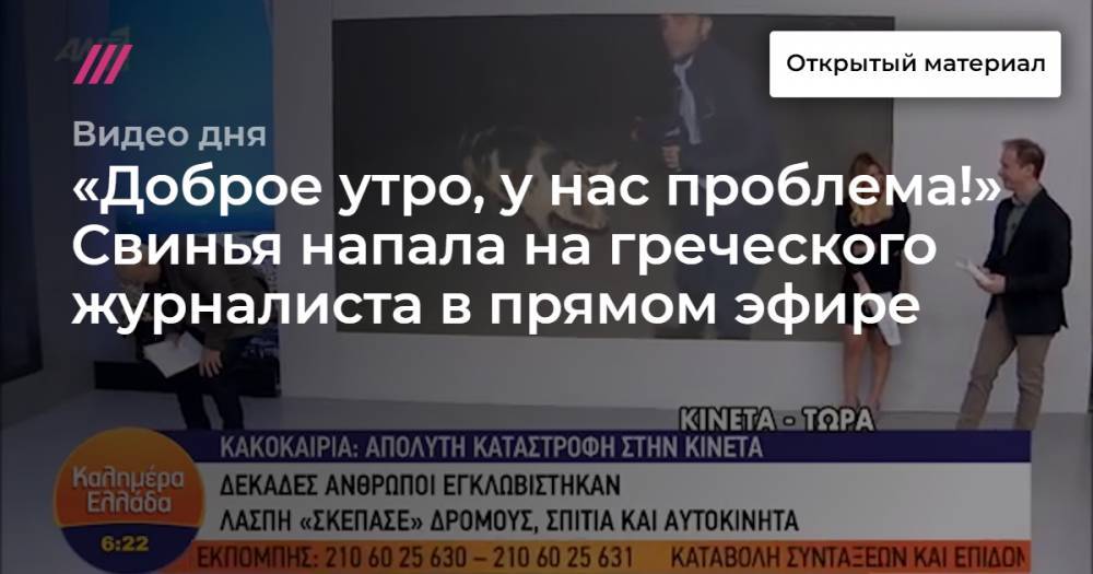 «Доброе утро, у нас проблема!» Свинья напала на греческого журналиста в прямом эфире.