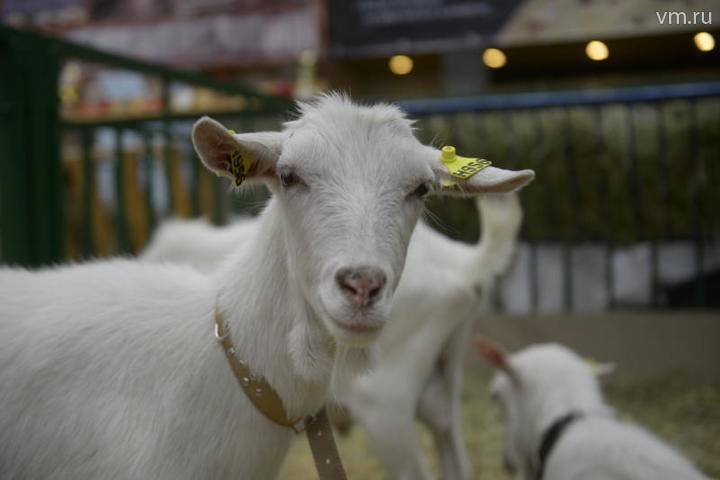 Молочная ферма на три тысячи коз появится в Электростали