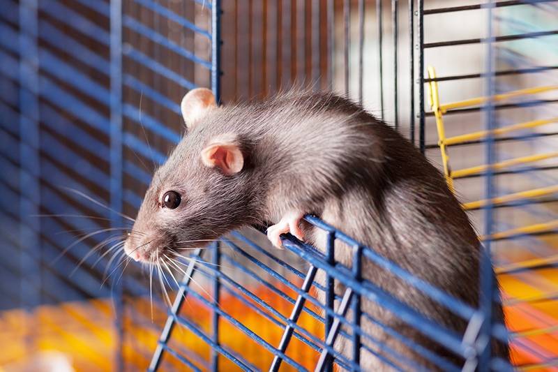 Россиян предостерегли от покупки живых крыс на Новый год