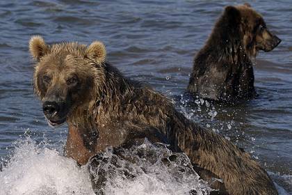 Россияне одобрили медведя в качестве символа страны