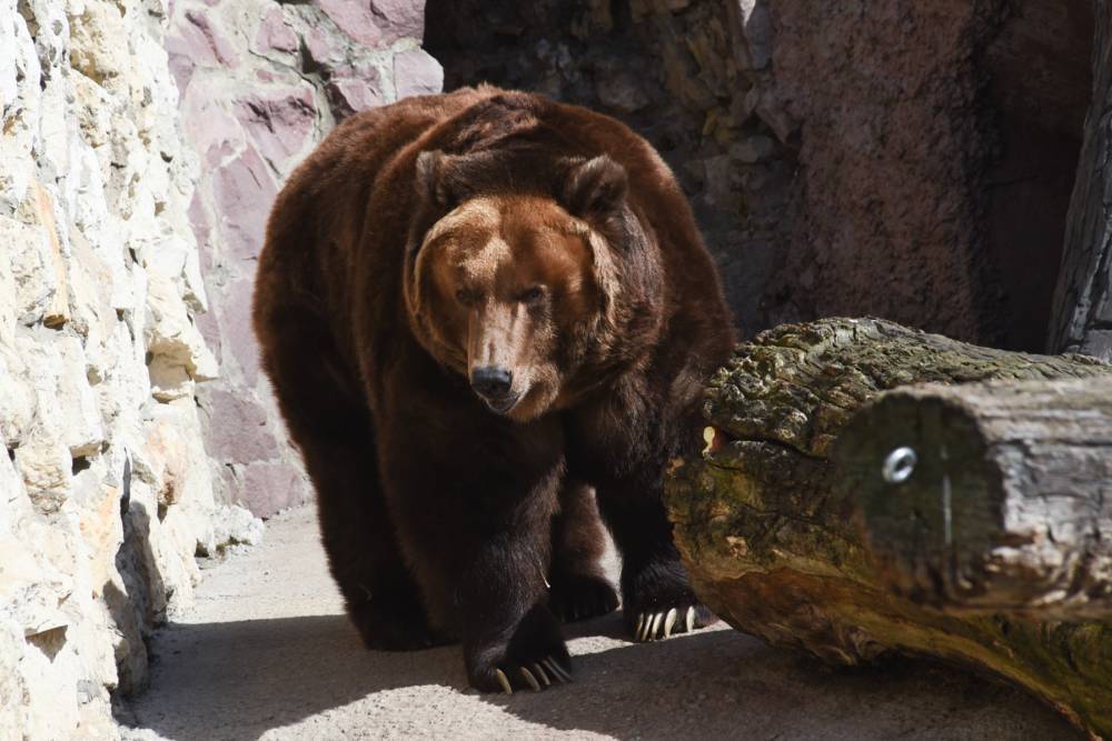 Почти две трети россиян назвали медведя самым подходящим символом России