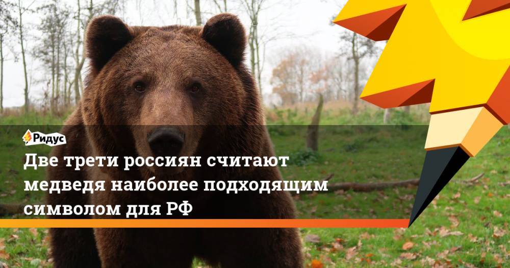 Две трети россиян считают медведя наиболее подходящим символом для РФ