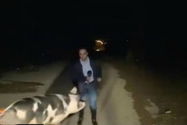 Свинья напала на греческого журналиста в прямом эфире