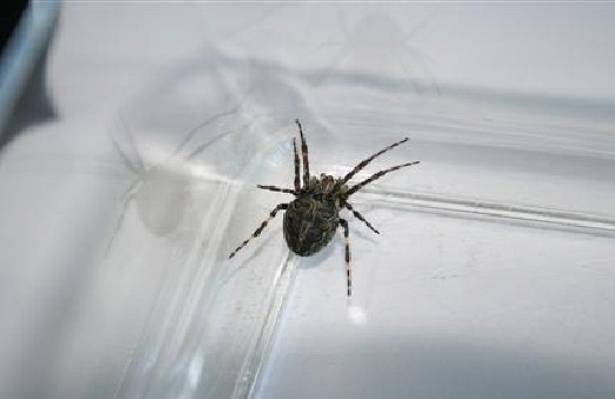 Учёные обнаружили новые для России пять видов пауков