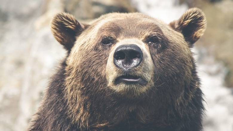 Около 65% жителей России считают медведя самым лучшим символом страны