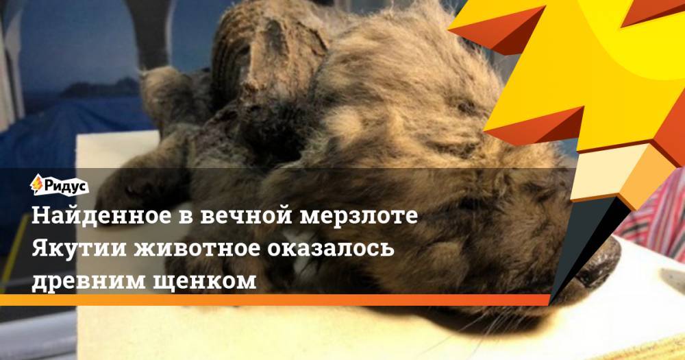 Найденное в вечной мерзлоте Якутии животное оказалось древним щенком