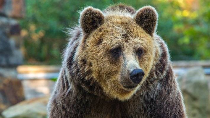Большинство россиян считают медведя подходящим символом России