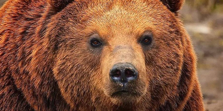 Большинство россиян считают медведя подходящим символом для страны