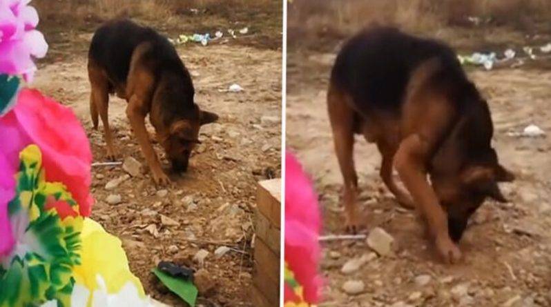 Убитая горем собака в поисках хозяина принялась разрывать его могилу