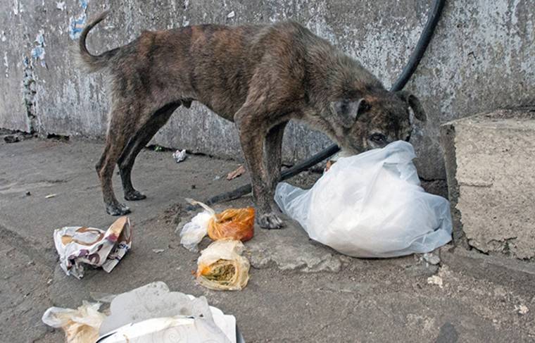 В Саратове на улице собака нашла человеческую голову