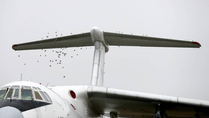 "Аэрофлот" предлагает создать компанию для борьбы с птицами в аэродромах