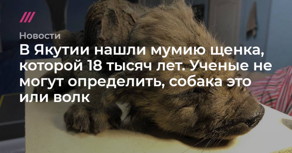 В Якутии нашли мумию щенка, которой 18 тысяч лет. Ученые не могут определить, собака это или волк