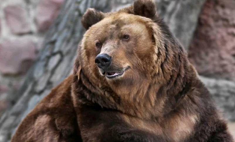 Медведи уснули в Московском зоопарке