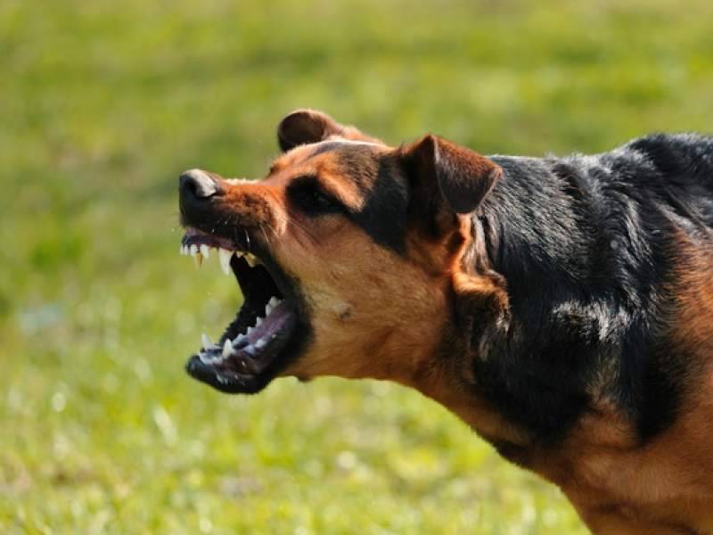 Бродячая собака с человеческой головой в пасти напугала жителей Саратова