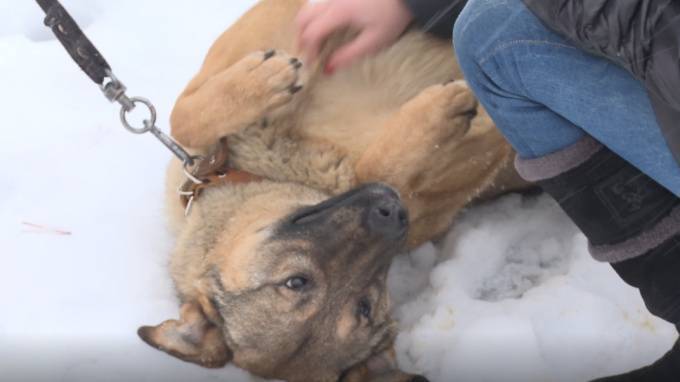 Петербургские депутаты хотят приравнять собак-помощников к поводырям