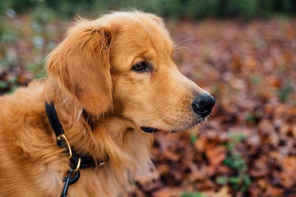 В Петербурге собак-помощников хотят приравнять к поводырям