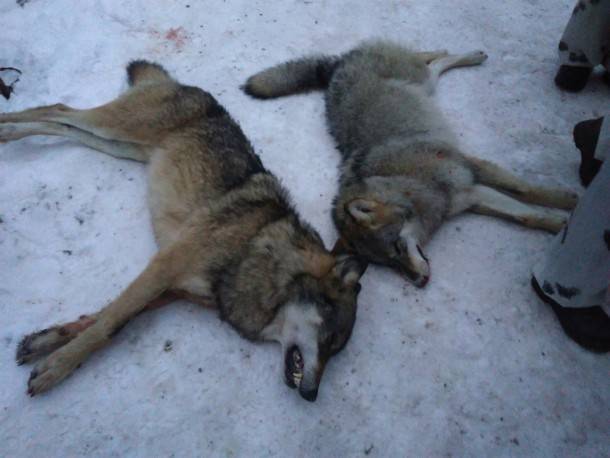 В Прилузье растерзанная туша лося привела охотников к волкам