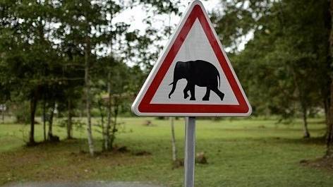 Минобороны России отправило оружие Габону для защиты слонов