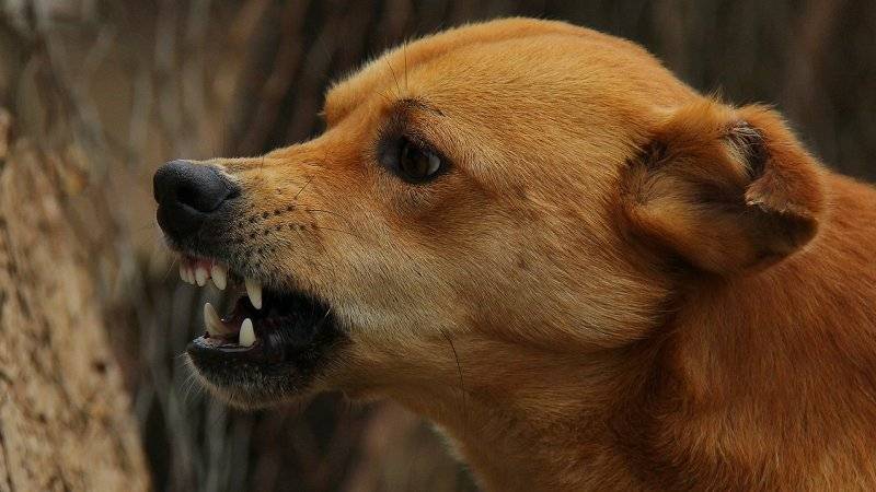 Прохожий спас семилетнего ребенка от стаи бродячих собак в Пермском крае