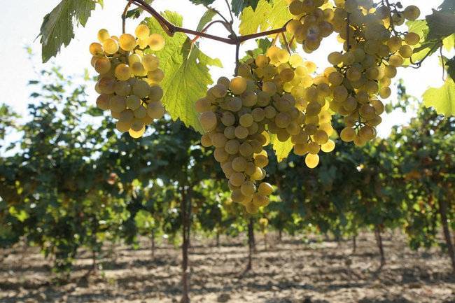 В Краснодарском крае собрали более 212 тысяч тонн винограда