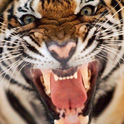 10 итальянских тигров застряли на границе Польши и Белоруссии по дороге в Дагестан
