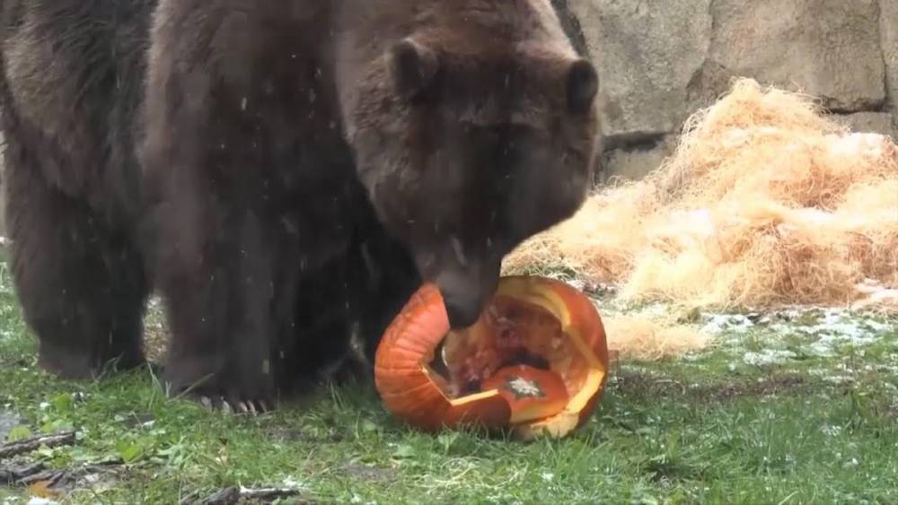 Фото: в США медведи получили в подарок на Хэллоуин тыквы