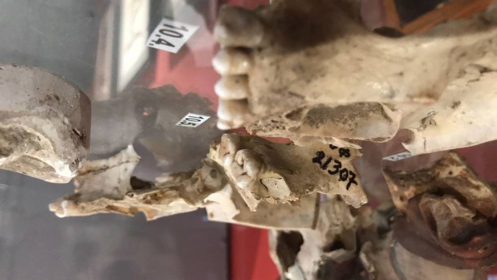 В Череповце открылся музей археологии