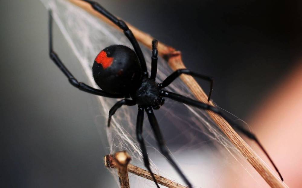 Ученые выяснили, почему паутина никогда не гниет