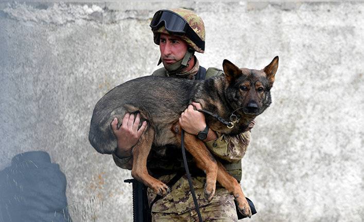 Sasapost (Египет): пять самых отважных военных собак — среди них «собака аль-Багдади»
