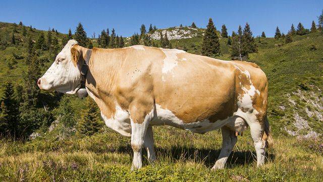 В Швейцарии предложили спасти коров, увеличив штраф за мусор в 100 раз