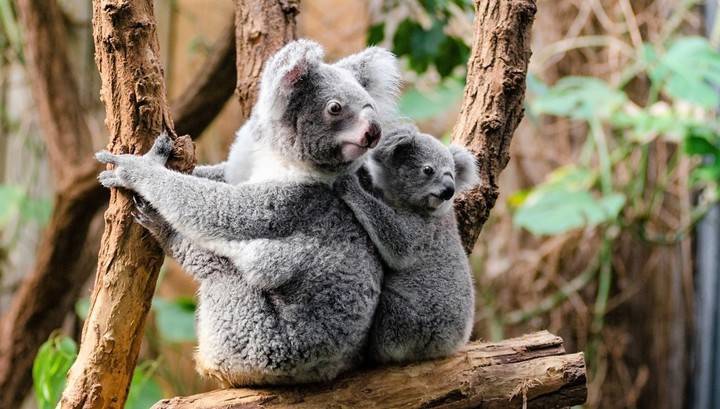 Пожары уничтожили густонаселенное место обитания коал