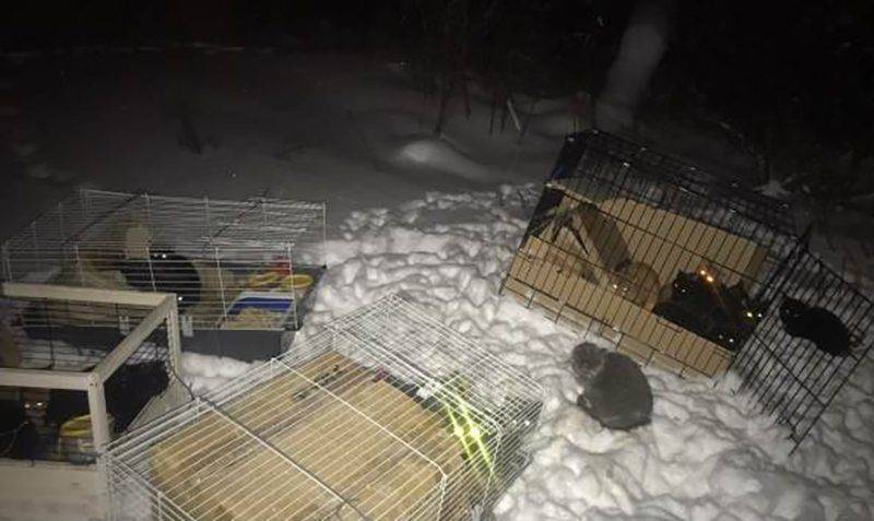 Полиция разыскивает неизвестного, который выбросил в лес на мороз 28 кошек, запертых в клетках