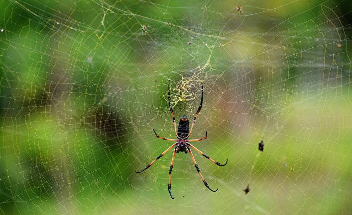 Videnskab (Дания): как паук плетет свою сеть?