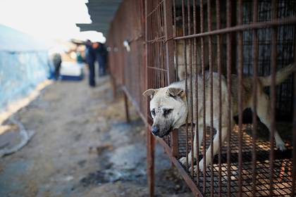 Сеул закрыл последнюю скотобойню для собак