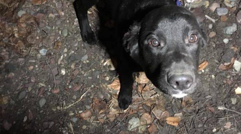 Доброта пользователей соцсетей и героические усилия 2 мужчин позволили спасти собаку, находившуюся на волоске от гибели