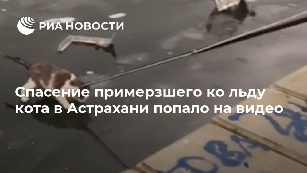 Спасение примерзшего ко льду кота в Астрахани попало на видео